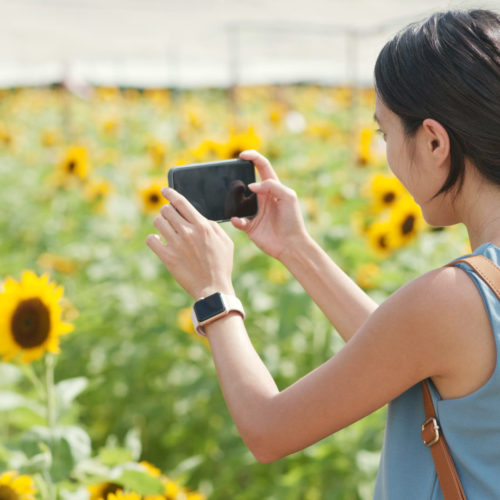 Woman taking photo on sunflower field